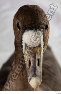 Greater white-fronted goose Anser albifrons beak head 0002.jpg